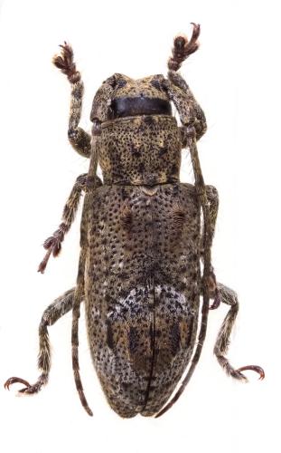 Pterolophia sp.